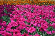 Высадка цветов в Саранске будет завершена к 12 июня