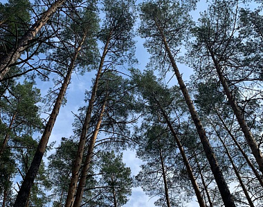 С 13 по 15 сентября местами на территории Мордовии сохранится высокая (4 класс) пожарная опасность лесов
